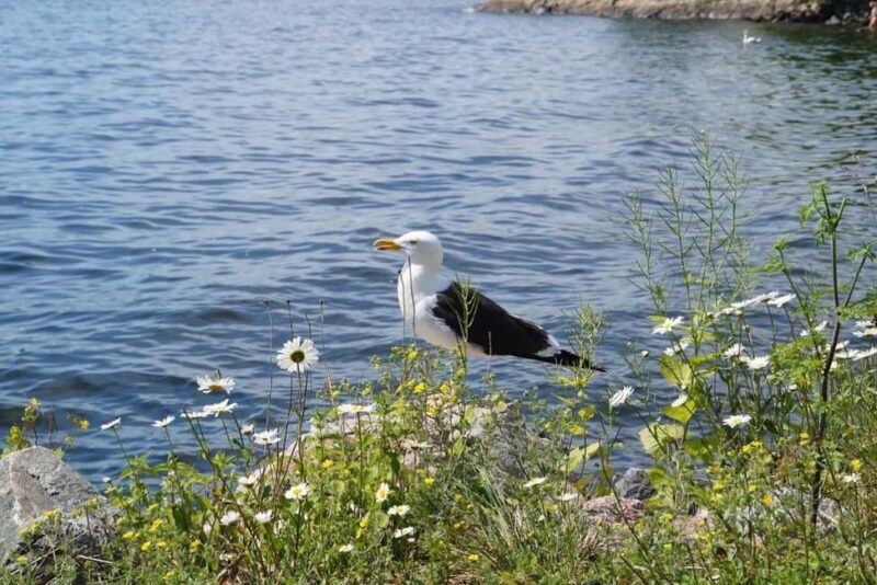 Stockholm: Vasa Museum, Vrak & Canal Live Guided Boat Tour - Who Should Consider This Tour?