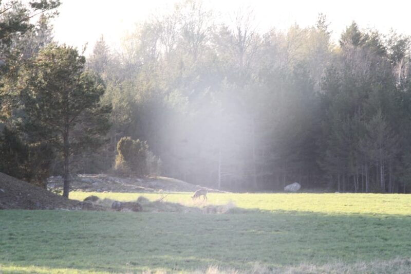 Stockholm: Wildlife Safari - Duration and Timing