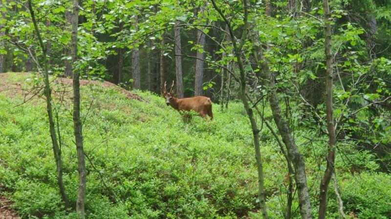 Stockholm: Wildlife Safari - Final Thoughts on the Experience