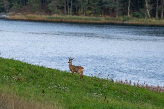 Stockholm: Wildlife Safari - Tour Inclusions