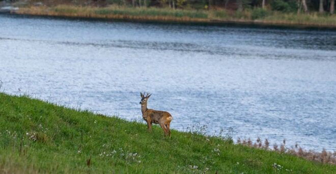 Stockholm: Wildlife Safari - Customer Feedback
