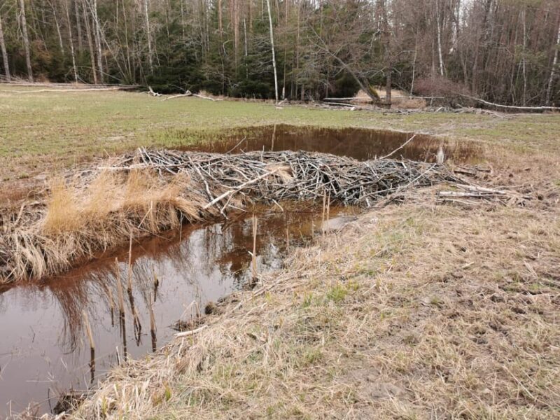 Stockholm: Wildlife Tour With Dinner and Short Hike - Good To Know