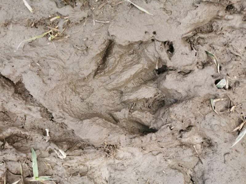 Stockholm: Wildlife Tour With Dinner and Short Hike - An Authentic Wildlife Adventure Close to Stockholm