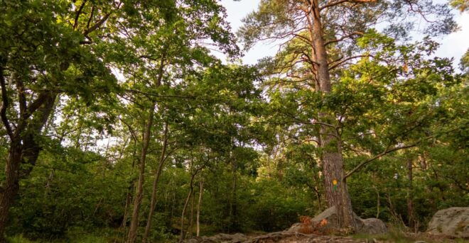Stockholms Nacka Nature Reserve: 3-hour Hike for Beginners - Scenic Trails and Activities