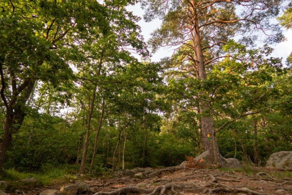 Stockholms Nacka Nature Reserve: 3-hour Hike for Beginners - What to Bring