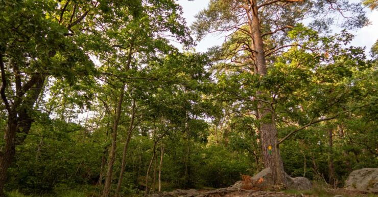 Stockholms Nacka Nature Reserve: 3-hour Hike for Beginners - Good To Know