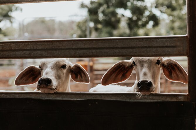 Stockmans Experience in Uralla - Meeting and Pickup Details
