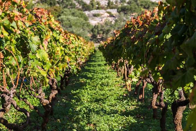 Ston and Peljesac With Wine Tasting Private Tour - Frequently Asked Questions