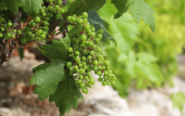 Ston, Peljesac and Korcula Winetasting Tour - Frequently Asked Questions