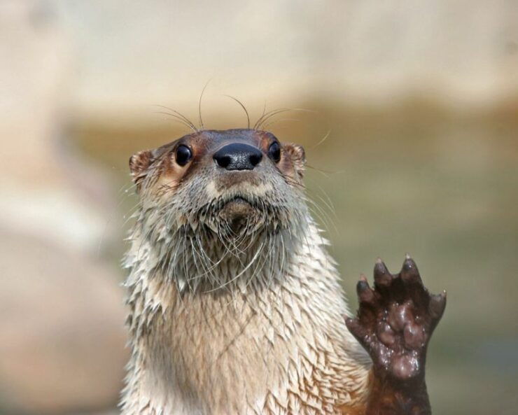 Stoneham, Massachusetts: Stone Zoo Entry Ticket - Good To Know