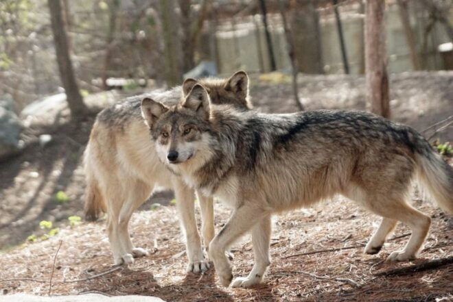 Stoneham, Massachusetts: Stone Zoo Entry Ticket - Important Visitor Guidelines