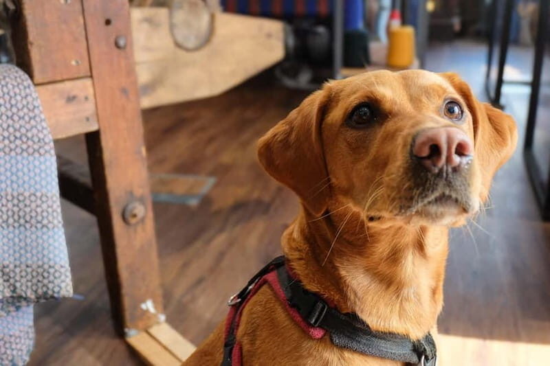 Stornoway: Harris Tweed Story Room Tour with guide - Who Would Love It?