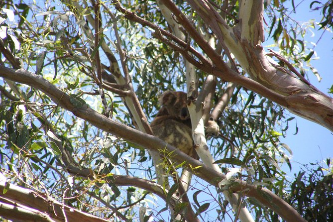 Stradbroke Island 4WD Day Trip From Brisbane - Cancellation Policy