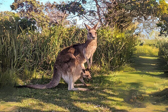 Stradbroke Island Eco Day Trip from Brisbane Wildlife & Beaches - The Sum Up