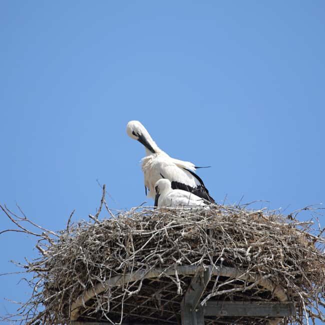 Strasbourg: Culinary Tour - Authentic Experiences in Strasbourg: What Travelers Appreciate