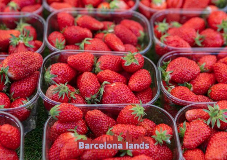 Strawberries and Beers Tour in Maresme - Good To Know