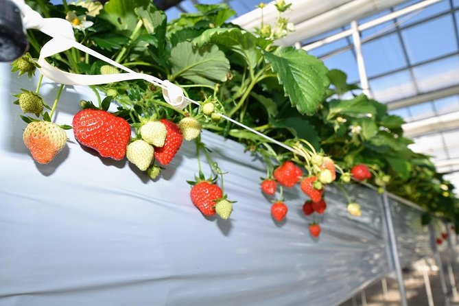 Strawberry Picking and Snow Experience at Mt Fuji Ski Resort for VIP - Snow Activities at Mt Fuji Ski Resort