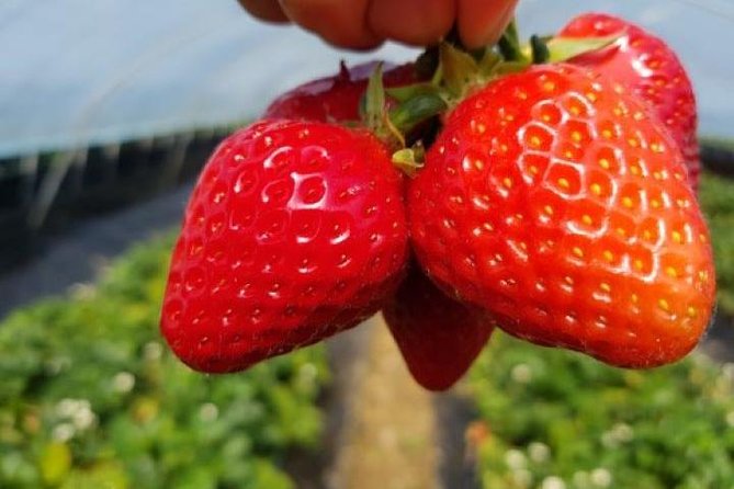 Strawberry PickingJam MakingNami IslandGarden of Morning Calm Lighting Fest - Tips for Enjoying the Garden of Morning Calm Lighting Fest
