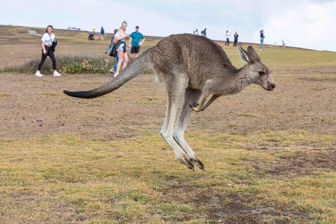 Stray Australia: 8 Day Sydney to Brisbane Koala Tour - Cancellation Policy