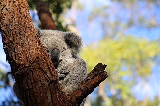 Stray Australia: 8 Day Sydney to Brisbane Koala Tour - Questions