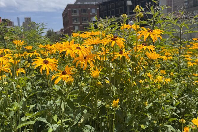 Street Art: Power Politics & Place - Authentic Insights from Past Participants