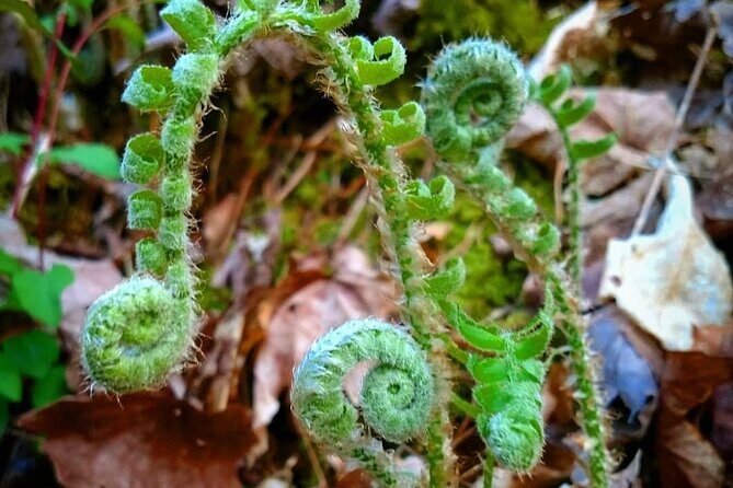 Stroll Back in Time Smokies History Streams and Forest Hike - Good To Know