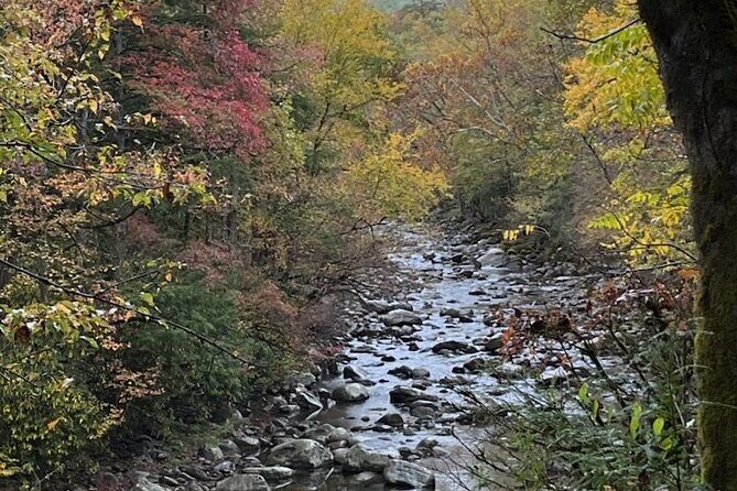 Stroll Back in Time Smokies History Streams and Forest Hike - An In-Depth Look at the Experience