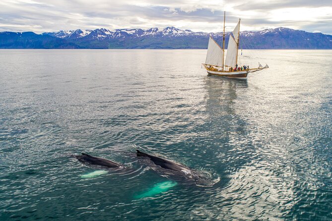 Studying Whales and Wildlife Experience in Skjalfandi Bay - Water Sampling and Microplastic Analysis