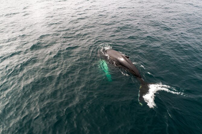 Studying Whales and Wildlife Experience in Skjalfandi Bay - The Sum Up