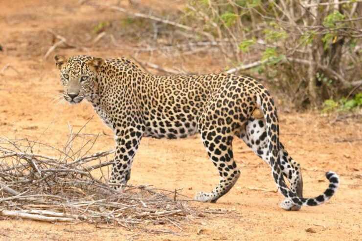 STUNNING SRI LANKA 15 DAYS & 14 NIGHTS TOUR - Tour Duration