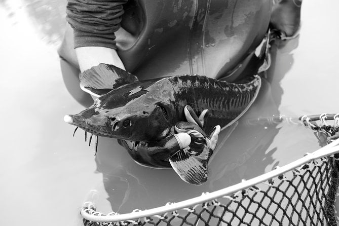 Sturgeon Fish Farm Visit With Caviar-Making Workshop in Neuvic - What To Expect