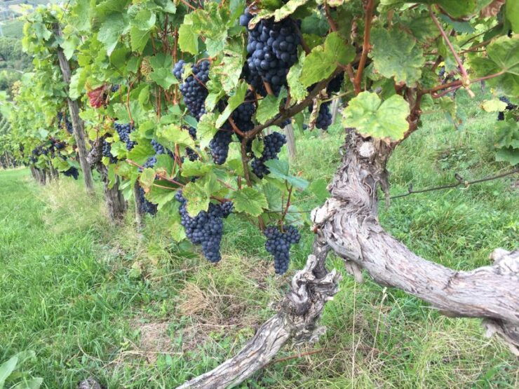 Stuttgart: 2-Hour Vineyard Hike With Tastings - Activity Details
