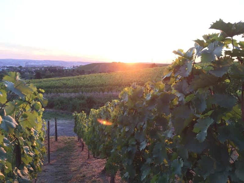 Stuttgart: E-bike wine tour including tasting - Practical Tips for the Tour