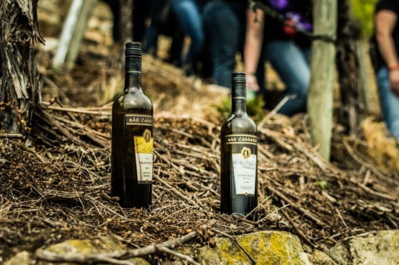 Stuttgart: Guided Vineyards Tour - A Deep Dive into the Tour Experience
