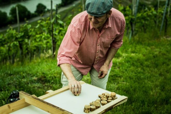Stuttgart: Guided Vineyards Tour - Booking Options and Pricing