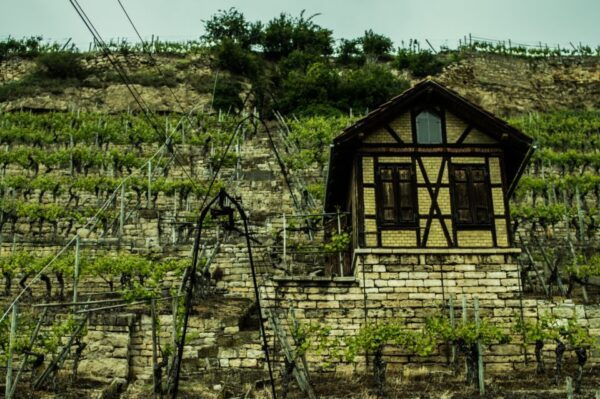 Stuttgart: Guided Vineyards Tour - The Sum Up