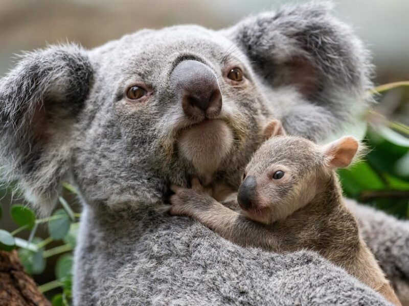Stuttgart: Wilhelma Zoological-Botanical Garden Ticket - Who Will Love Wilhelma?