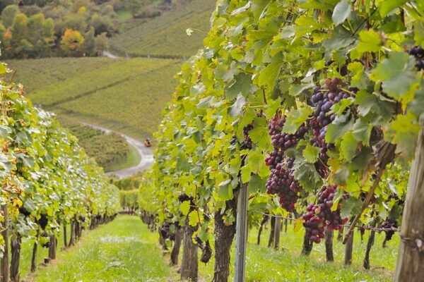 Stuttgart: Wine Hike With Wine Tasting - Exploring Stuttgarts Wine Region