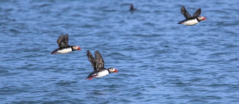 Stykkishólmur: Puffin and Wildlife Boat Tour - Stykkishólmur: Puffin and Wildlife Boat Tour Review
