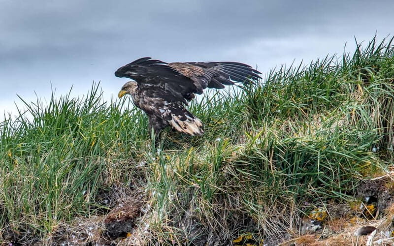 Stykkishólmur: Puffin and Wildlife Boat Tour - Good To Know