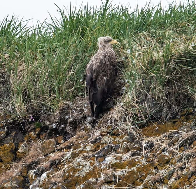 Stykkishólmur: Puffin and Wildlife Boat Tour - Pricing and Value