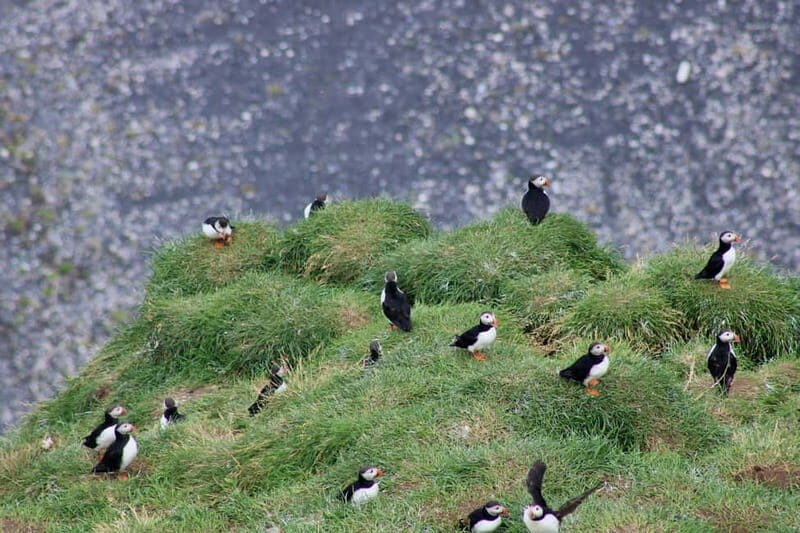 Stykkishólmur: Puffin and Wildlife Boat Tour - FAQ