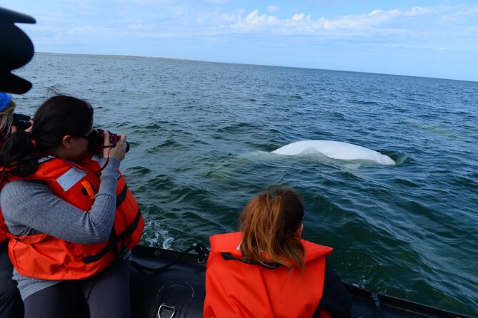 Subarctic Discovery: Churchill Beluga Whales - Beluga Whales: Masters of the Subarctic