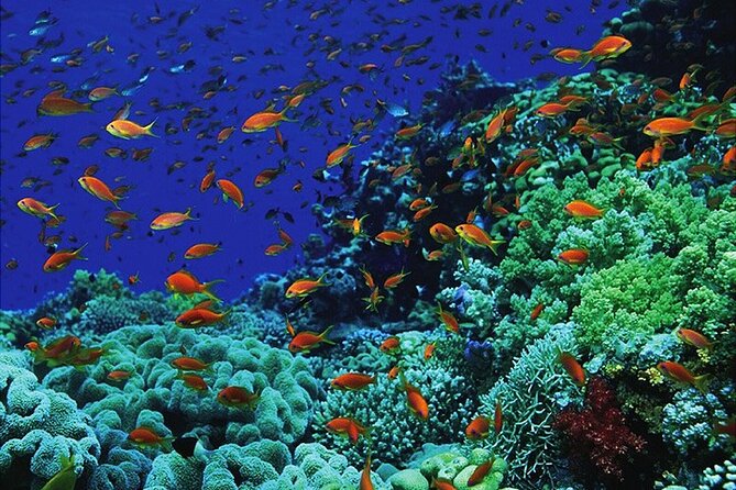 Submarine Adventure From Sharm El Sheikh - Pricing and Booking Details