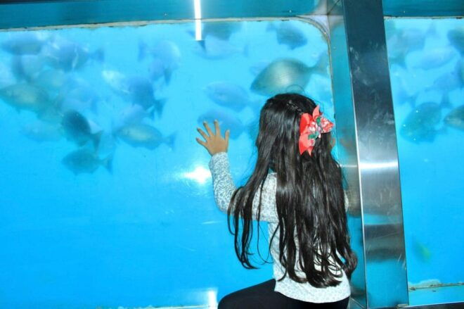 Submarine: Aquabulle Los Cabos - Booking and Pricing