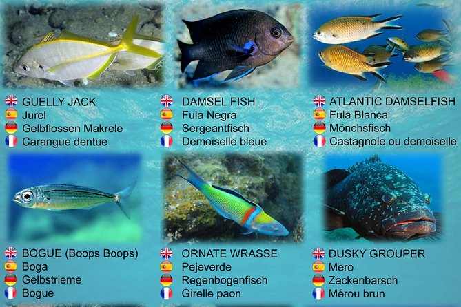 Submarine Safaris Lanzarote - The Sum Up