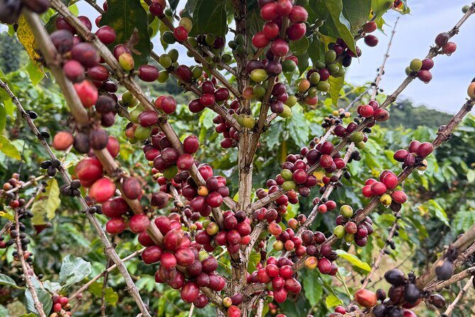 Sueños de Cafe - A Coffee Lovers Dream - Frequently Asked Questions