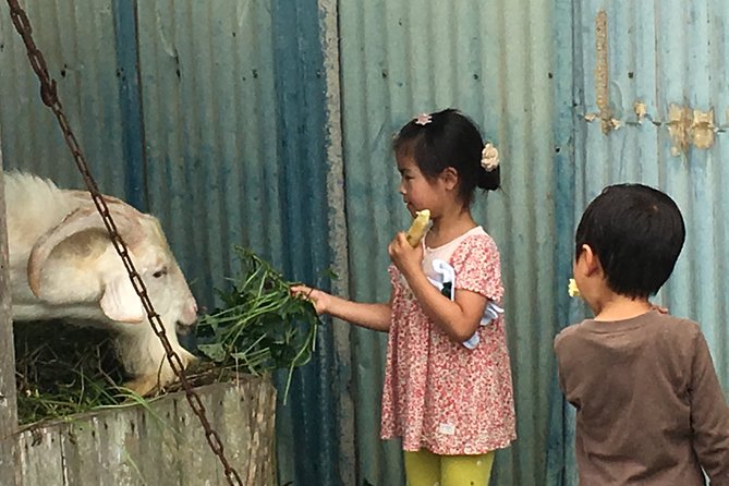Sugarcane Cutting Experience With Okinawas Grandfather - Experience Details