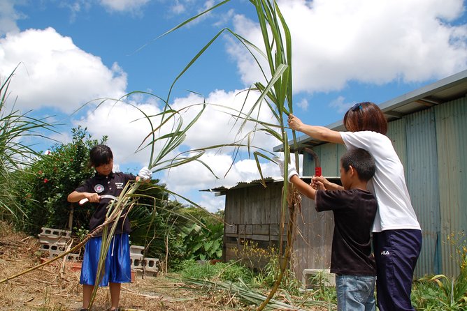 Sugarcane Cutting Experience With Okinawas Grandfather - Accessibility and Restrictions