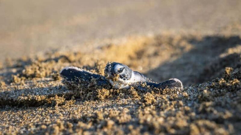 Sukamade Observation Turtle Tour - Introduction